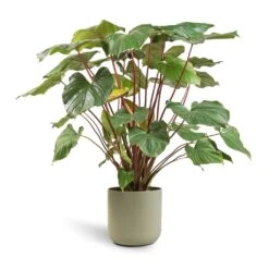 Homalomena Rubescens Maggy - Shield Plant -Plant Supplies Sale Homalomena rubescens Maggy Shield Plant 24x70cm Lisbon Plant Pot Sage 26x26cm