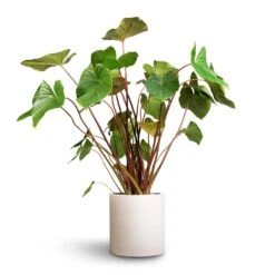 Homalomena Rubescens Maggy - Shield Plant -Plant Supplies Sale Homalomena rubescens Maggy Shield Plant 24x70cm Max Refined Planter Natural White 1