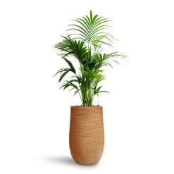 Howea - Kentia Palm - HydroCare -Plant Supplies Sale Howea Kentia Palm HydroCare Dune Partner Planter Almond