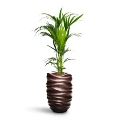 Gradient Lee Partner Planter - Matt Coffee 11 Gradient Lee Partner Planter - Matt Coffee -Plant Supplies Sale Howea Kentia Palm HydroCare Gradient Lee Partner Planter Matt Coffee 44a85ad2 0862 42b7 ab0a 74950eeb02f4