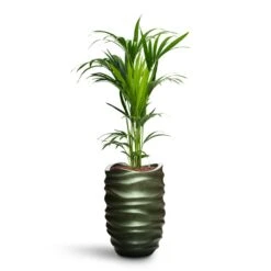 Howea - Kentia Palm - HydroCare -Plant Supplies Sale Howea Kentia Palm HydroCare Gradient Lee Partner Planter Matt Forest