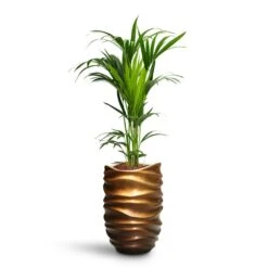 Gradient Lee Partner Planter - Matt Honey 13 Gradient Lee Partner Planter - Matt Honey -Plant Supplies Sale Howea Kentia Palm HydroCare Gradient Lee Partner Planter Matt Honey be51db77 2c3b 4c5b 8a2c cc13dfb8c120