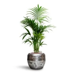 Opus Raw Couple Planter - Silver -Plant Supplies Sale Howea Kentia Palm HydroCare Opus Raw Couple Planter Silver 44f54989 4d09 4c03 a022 682ae3cdfe37