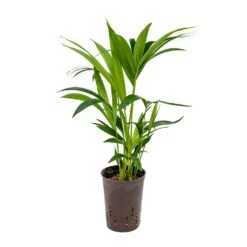Howea - Kentia Palm - HydroCare -Plant Supplies Sale Howea Kentia Palm Hydroculture 15 19x60cm