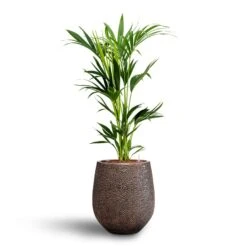 Opus Hit Darcy Planter - Gold -Plant Supplies Sale Howea Kentia Palm Hydroculture 18 19 x 100cm Opus Hit Darcy Planter Gold 38 x 42cm 7e90bba9 b83f 4e77 9fd3 c3855cf2b7fc