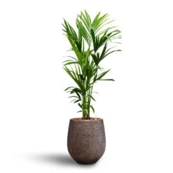 Howea - Kentia Palm - HydroCare -Plant Supplies Sale Howea Kentia Palm Hydroculture 18 19 x 120cm Opus Hit Darcy Planter Gold 38 x 42cm