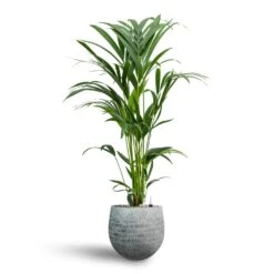 Howea - Kentia Palm - HydroCare -Plant Supplies Sale Howea Kentia Palm Hydroculture 19 17 x 90cm Ryan Plant Pot White Black 26 x 26cm
