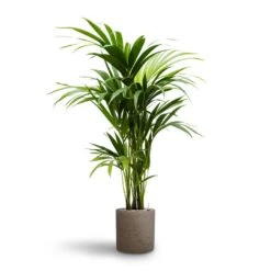 Howea - Kentia Palm - HydroCare -Plant Supplies Sale Howea Kentia Palm Hydroculture 19 18 x 100cm Puk Rough Planter Grey Washed 25cm x 25cm