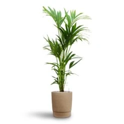 Howea - Kentia Palm - HydroCare -Plant Supplies Sale Howea Kentia Palm Hydroculture 24 22 x 140cm Chao Plant Pot Concrete 32 x 42.5cm
