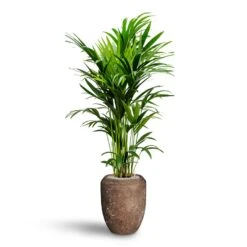 Howea - Kentia Palm - HydroCare -Plant Supplies Sale Howea Kentia Palm Hydroculture 27 26 x 150cm Polystone Coated Plain Coppa Planter Rock 45 x 55cm