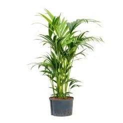 Howea - Kentia Palm - HydroCare -Plant Supplies Sale Howea Kentia Palm Hydroculture 28 19x100cm