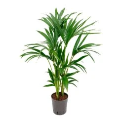 Howea - Kentia Palm - HydroCare -Plant Supplies Sale Howea Kentia Palm Hydroculture Indoor Plant 100cm