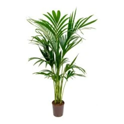 Howea - Kentia Palm - HydroCare -Plant Supplies Sale Howea Kentia Palm Hydroculture Indoor Plant 140cm