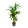 Howea - Kentia Palm - HydroCare
