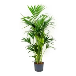Howea - Kentia Palm - HydroCare -Plant Supplies Sale Howea Kentia Palm Indoor Plant Hydroculture 25 19 150cm