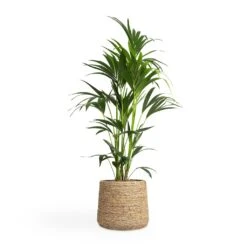 Patt Plant Pot - Straw Grass -Plant Supplies Sale Howea forsteriana Kentia Palm 24x130cm Patt Plant Pot Straw Grass 35x30cm 149f3fd2 1d6b 46bb b33a 11f2153006d4