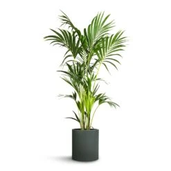 Max Refined Planter - Pine Green -Plant Supplies Sale Howea forsteriana Kentia Palm 24x140cm Max Refined Planter Pine Green 29x29.5cm d219f516 3662 4542 8c23 bce42ddb7dd7