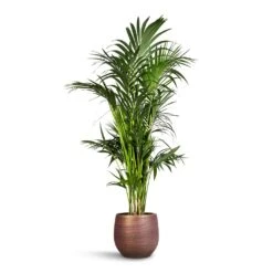 Lydia Plant Pot - Shiny Purple -Plant Supplies Sale Howea forsteriana Kentia Palm 27x160cm Lydia Plant Pot Shiny Purple 36x32cm 1f562147 584e 4bf0 aba5 6356ff7836bd