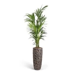 Luxe Lite Moon Partner Planter - Bronze -Plant Supplies Sale Howea forsteriana Kentia Palm 27x170cm Luxe Lite Moon Partner Planter Bronze 33x70cm