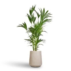 Raindrop Tube High Round Planter - Stone -Plant Supplies Sale Howea forsteriana Kentia Palm 27x170cm Raindrop Tube High Round Planter Stone 37x42cm