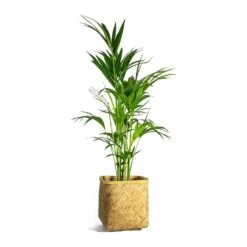 Kobe Bamboo Planter -Plant Supplies Sale Howea forsteriana Kentia Palm Kobe Bamboo Planter plant pot d4b468b9 ff2a 4eae a3e3 c89bdebec049