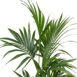 Howea - Kentia Palm - HydroCare -Plant Supplies Sale Howea forsteriana Kentia Palm Leaves Large 7e92d308 0d3b 4cd5 a867 16860fc2a4fc