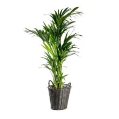 Nanna Wikr Plant Basket - Dark Brown -Plant Supplies Sale Howea forsteriana Kentia Palm Nanna Wikr Plant Basket dark brown d92ed21a 0c8b 4ebc a04d 94c0555e7386