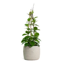Mini Valerie Plant Pot - Grey Washed -Plant Supplies Sale Hoya australis Common Wax Flower Column Mini Valerie Plant Pot Grey Washed