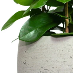 Mini Valerie Plant Pot - Grey Washed -Plant Supplies Sale Hoya australis Common Wax Flower Column Mini Valerie Plant Pot Grey Washed Close Up