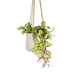 Patt Hanging Plant Pot - Grey Washed -Plant Supplies Sale Hoya carnosa Tricolor Wax Plant 12x20cm Patt Hanging Plant Pot Grey Washed 17x14cm ee4d3ed1 3046 4f3b abc3 e7eeb2e20dad