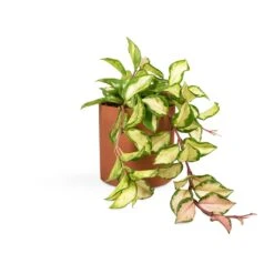 Puk Refined Planter - Canyon Orange -Plant Supplies Sale Hoya carnosa Tricolor Wax Plant 12x20cm Puk Refined Planter Canyon Orange 15x15cm 03b68b8f f36b 4315 af6c 9c7784909c26