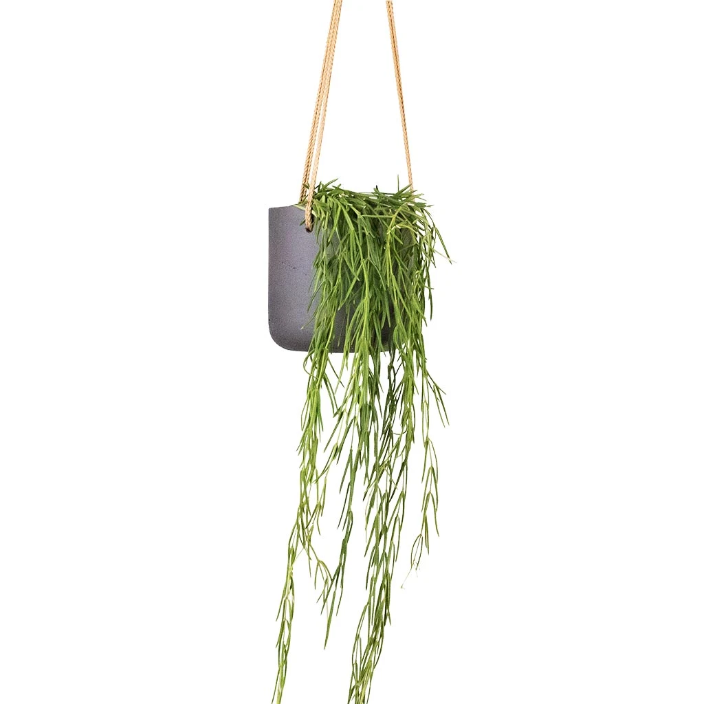 Charlie Hanging Plant Pot - Black Washed 2 Charlie Hanging Plant Pot - Black Washed - Image 2