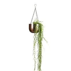 Mayfair Hanging Plant Pot - Mocha -Plant Supplies Sale Hoya linearis Linear Porcelain Plant 14x40cm Mayfair Hanging Plant Pot Mocha 21x16cm a4633362 8240 4dd6 a42f 819f23eb26c3