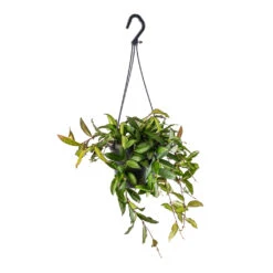 Hoya Rosita - Tropical Wax Plant -Plant Supplies Sale Hoya rosita Tropical Wax Plant 14x20cm