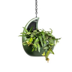 Gradient Hanging Cocoon - Matt Forest -Plant Supplies Sale Hoya rosita Tropical Wax Plant 14x20cm Gradient Hanging Cocoon Matt Forest 20x24cm 2 c76dc3af 483d 4e2c a656 49aac75c48c0