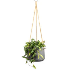 Hoya Rosita - Tropical Wax Plant -Plant Supplies Sale Hoya rosita Tropical Wax Plant 14x20cm Patt Hanging Plant Pot Black Washed 20x17cm