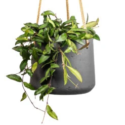 Patt Hanging Plant Pot - Black Washed -Plant Supplies Sale Hoya rosita Tropical Wax Plant 14x20cm Patt Hanging Plant Pot Black Washed 20x17cm 2 3eda383f 9f22 4ad1 8f1c 7322bdff5e92