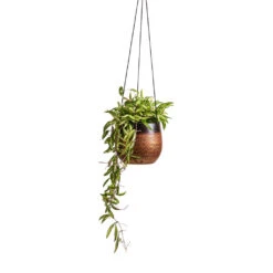 Mya Hanging Planter - Shiny Mocha -Plant Supplies Sale Hoya wayetii Tricolor Wax Plant 14x30cm Mya Hanging Planter Shiny Mocha 18x16cm