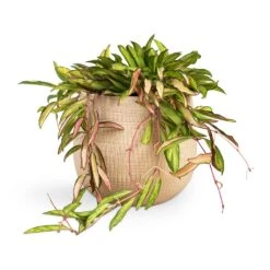 Ryan Plant Pot - Sand Gold -Plant Supplies Sale Hoya wayetii Tricolor Wax Plant 14x40cm Ryan Plant Pot Sand Gold 18x16cm 39d8aebb 32ae 4d6e b7d1 23f87bb4c47f