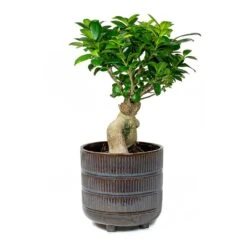 Ficus Ginseng - Indian Laurel -Plant Supplies Sale Indian Laurel Ficus Ginseng Denise Sky Blue a6d262a0 45cc 4180 9d68 d036bd3c90ba