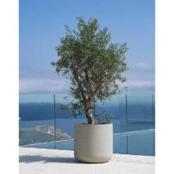 Jumbo Charlie Planter - Stone Washed -Plant Supplies Sale Jumbo Charlie Planter Stone Washed Olive Tree