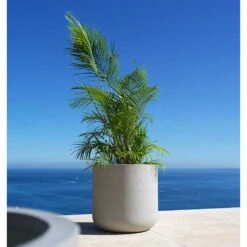 Jumbo Charlie Planter - Stone Washed -Plant Supplies Sale Jumbo Charlie Planter Stone Washed Palm Tree