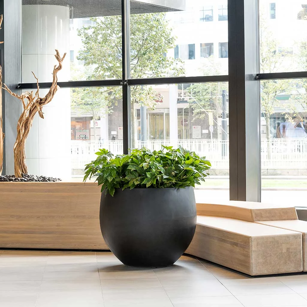 Jumbo Orb Natural Orb Planter - Black 5 Jumbo Orb Natural Orb Planter - Black - Image 5