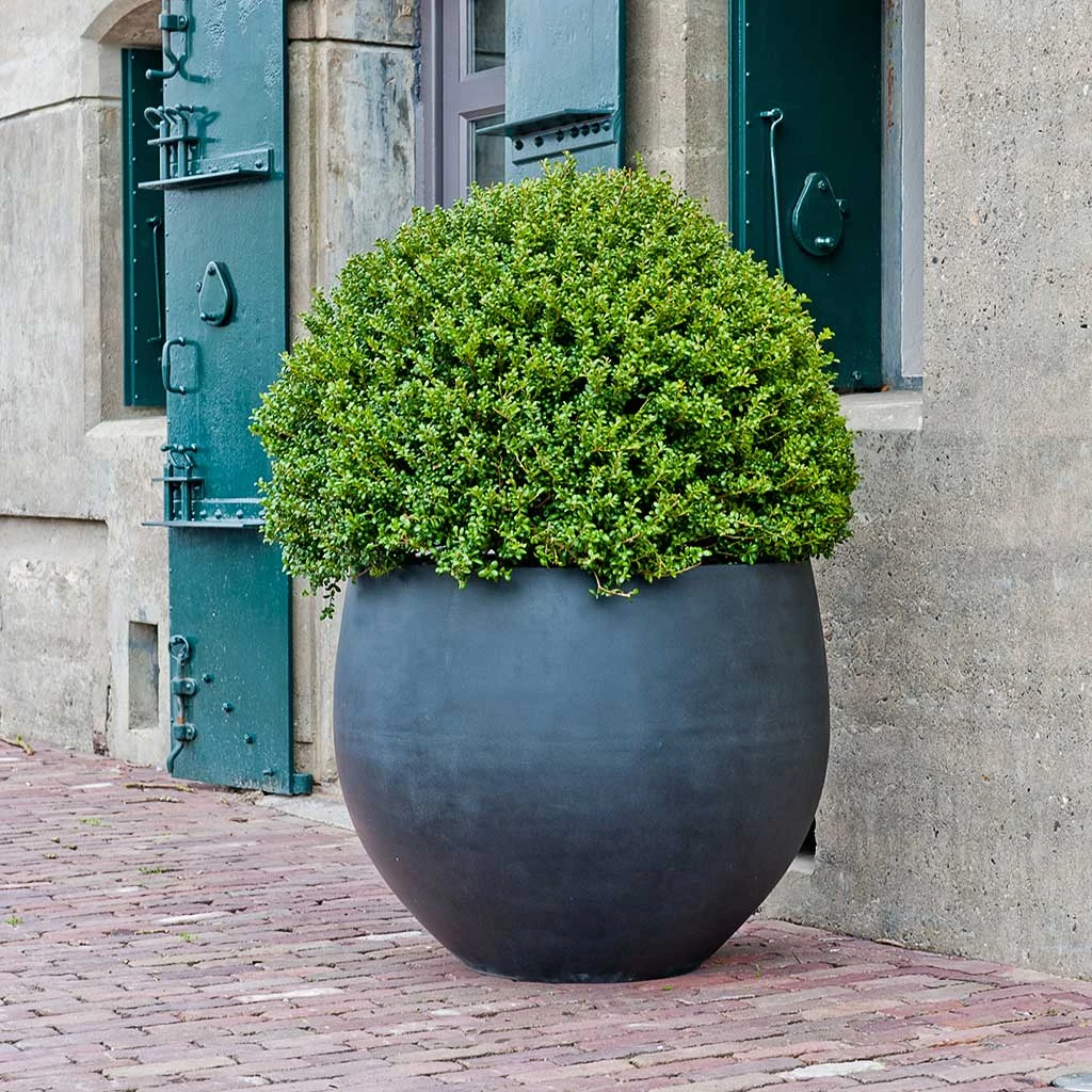 Jumbo Orb Natural Orb Planter - Black 4 Jumbo Orb Natural Orb Planter - Black - Image 4