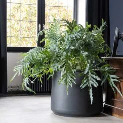 Jumbo Patt Natural Planter - Black -Plant Supplies Sale Jumbo Patt Natural Planter Black Philodendron Indoor Plant