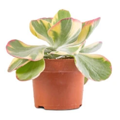 Kalanchoe Luciae Fantastic - Paddle Plant -Plant Supplies Sale Kalanchoe luciae Fantastic Paddle Plant 2