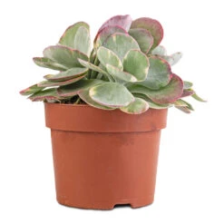 Kalanchoe Luciae Fantastic - Paddle Plant -Plant Supplies Sale Kalanchoe luciae Fantastic Paddle Plant