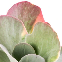 Kalanchoe Luciae Fantastic - Paddle Plant -Plant Supplies Sale Kalanchoe luciae Fantastic Paddle Plant SWATCH