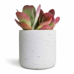 Kalanchoe Thyrsiflora - Paddle Plant -Plant Supplies Sale Kalanchoe thyrsiflora Paddle Plant 12x25cm Charlie Plant Pot White Washed 15x15cm