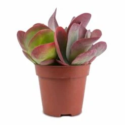 Kalanchoe Thyrsiflora - Paddle Plant -Plant Supplies Sale Kalanchoe thyrsiflora Paddle Plant